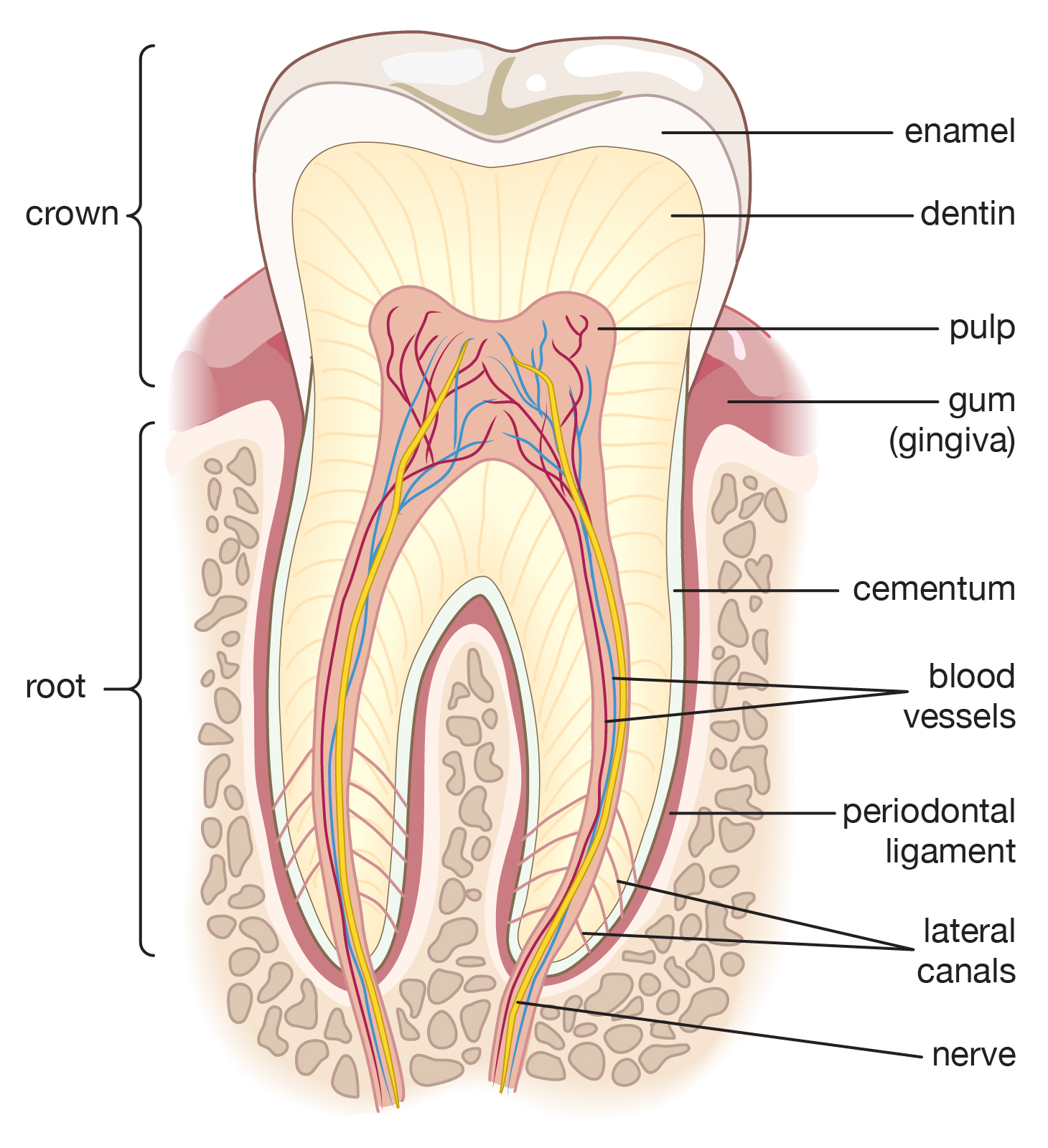 Cross-section-human-molar Penn Dental and Implant Center - Dentist in Dallas